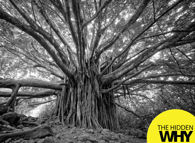 Read more about the article 864 What Holds Us Back- Fixed Mindset vs Growth Mindset by Leigh Martinuzzi